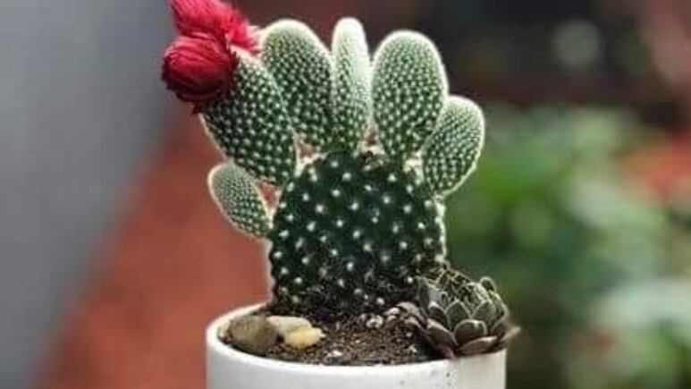 DIY: Decora fácilmente tu casa con cactus minuatura sobre nopales