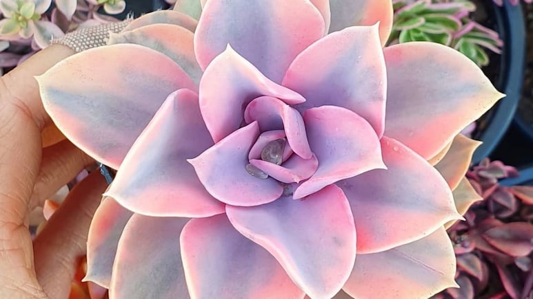 Plantas de sol: ¿Dónde colocar tus suculentas para que cambien su color a rosa?