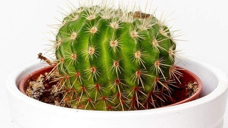 3 beneficios para tu salud que NO sabías de los cactus