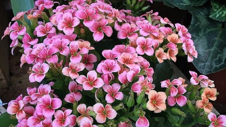 Tips del hogar: 4 cuidados básicos para mantener viva a tu suculenta kalanchoe durante el invierno