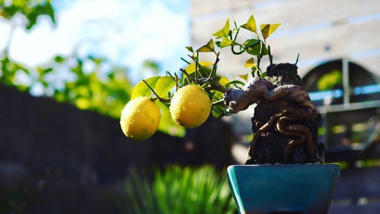 Jardinería: ¿Cómo preparar un fertilizante casero para árboles frutales?