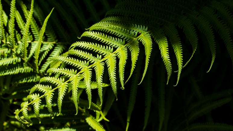 planta helecho