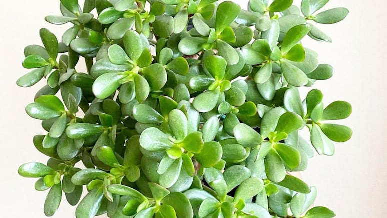 ¿Qué hacer si el árbol de jade tiene las hojas negras?