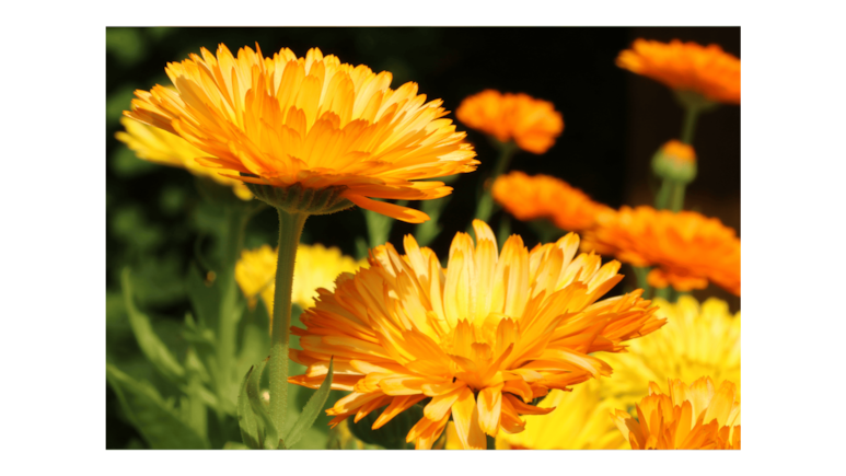 Flores según el mes de nacimiento