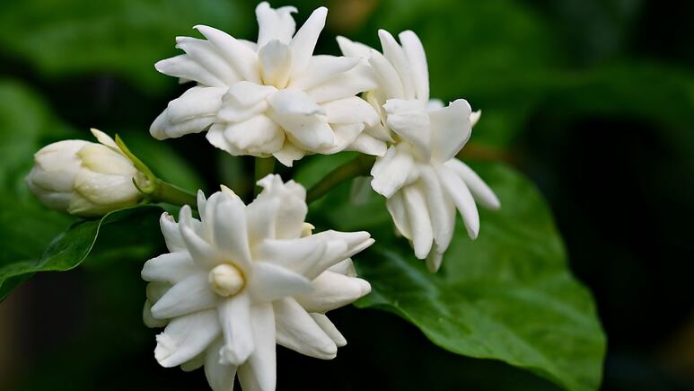 Cuál es la mejor época para sembrar jazmines en casa y que se llene de flores