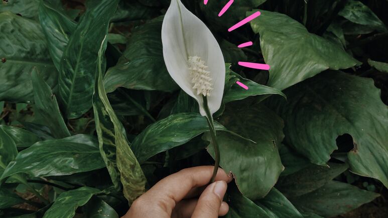 ¿Qué ingrediente de cocina debes poner a tu Cuna de Moisés para que explote de flores?