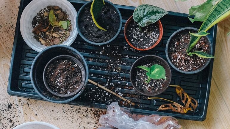 Jardinería en casa: Abono para plantas de interior con ingredientes de tu cocina