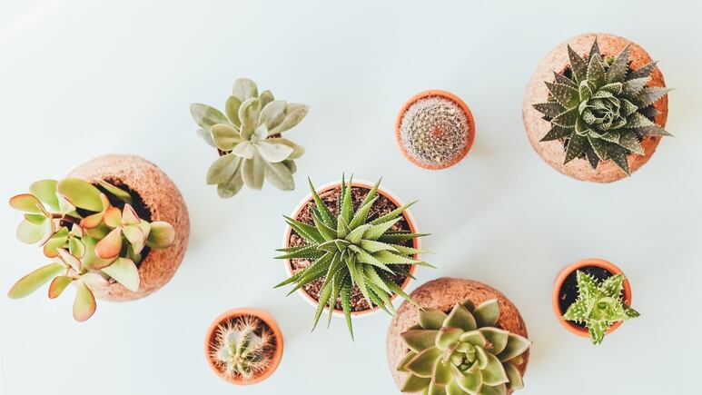 Suculentas y cactus: ¿Cómo usar la cal para hacer crecer a tus plantas y protegerlas de las plagas?