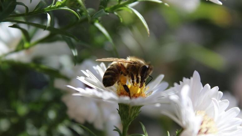 3 plantas con flores que debes tener en tu jardín para ayudar a las abejas en primavera