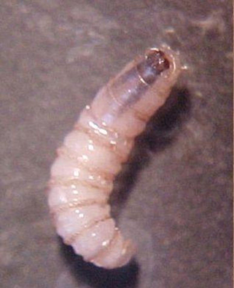 moscas del gusano barrenador