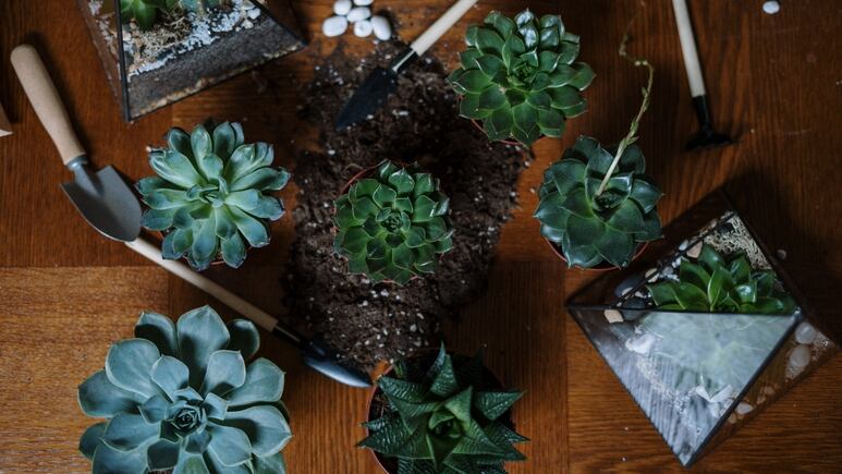 5 ideas para decorar tu sala con plantas naturales