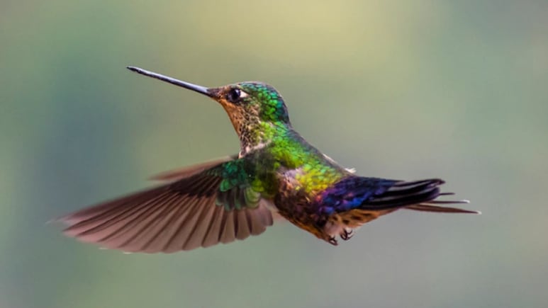 5 plantas y flores para alimentar colibríes en tu jardín