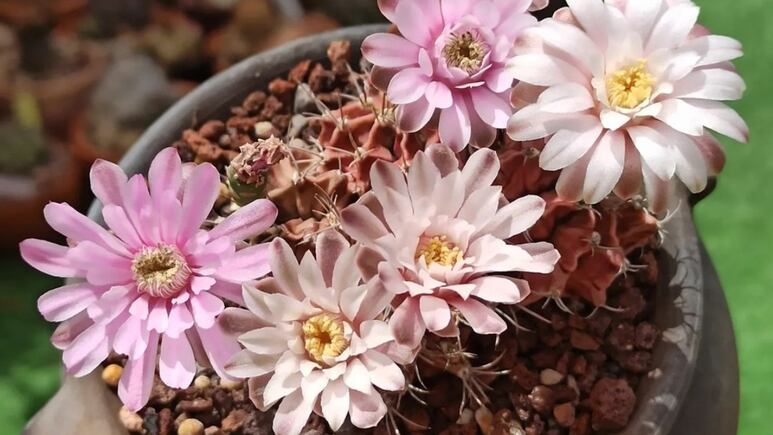 5 suculentas con flores de otoño para decorar tu sala, comedor y habitación