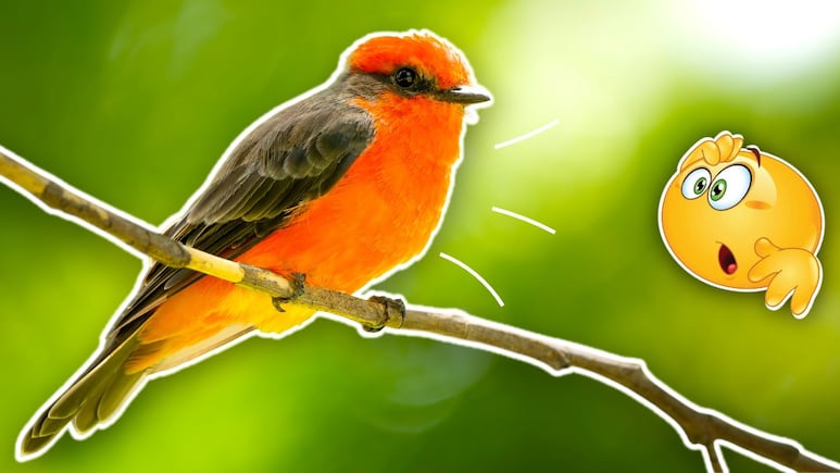 pajaro pecho rojo significado espiritual