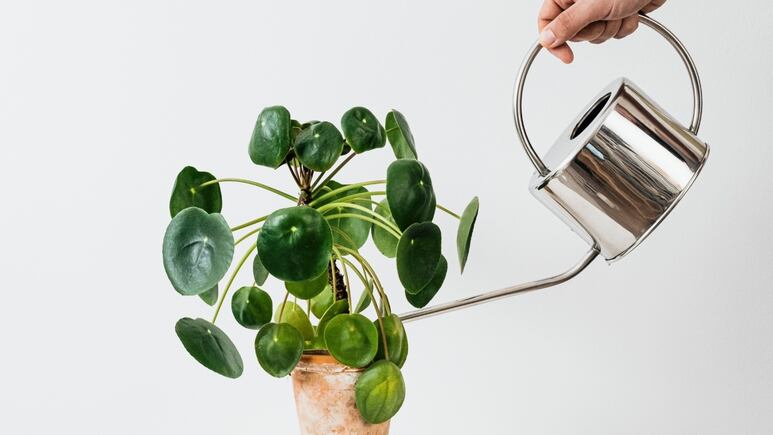 Jardinería: Truco casero para olvidarte de regar tus plantas