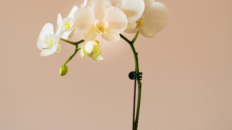 Plantas de la suerte: 3 flores sagradas del Feng Shui para atraer dinero y abundancia