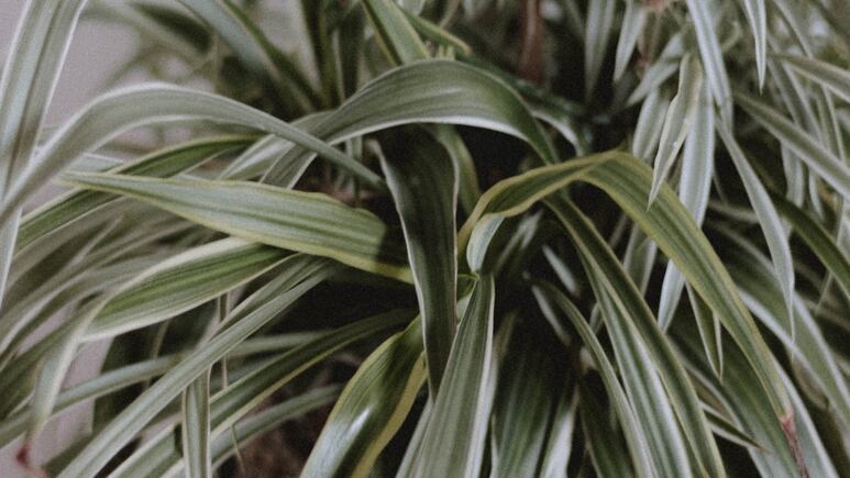 ¿Cómo se propaga la mala madre? Cuida y acelera el crecimiento de tu planta
