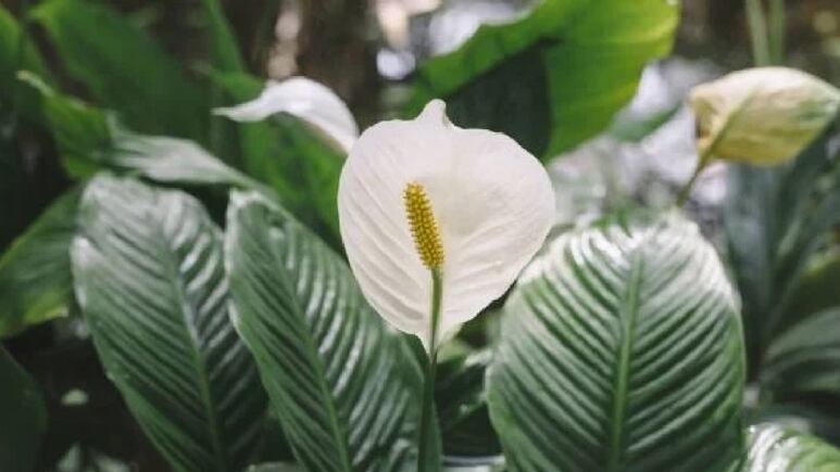 El remedio casero para que tu Cuna de Moisés tenga muchas más flores