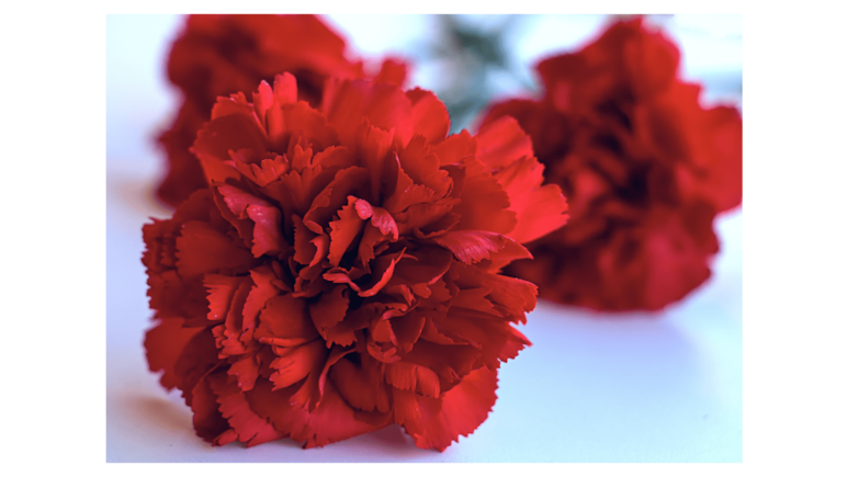 Flores según el mes de nacimiento