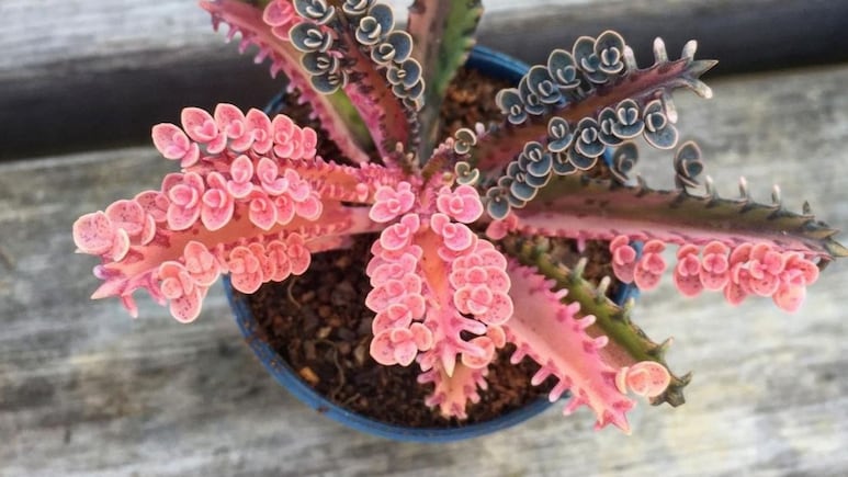 Suculenta rosa: Conoce la Kalanchoe Pink Butterflies y sus cuidados