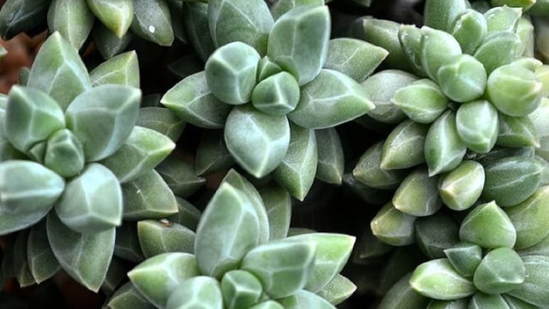 Suculenta diamante: La planta exótica y elegante que necesitas en la decoración de tu casa (FOTOS)