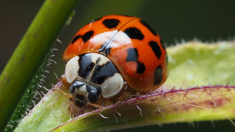 ¿Cuál es el significad espiritual de soñar con catarinas? Estos son los cambios que marcaría en tu vida