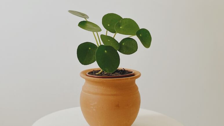 Feng shui: ¿Dónde NO colocar la planta china del dinero porque atrae mala fortuna o se te va el dinero?