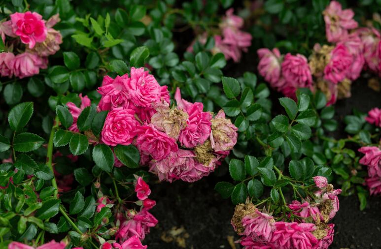 jardinería en temporada de lluvias