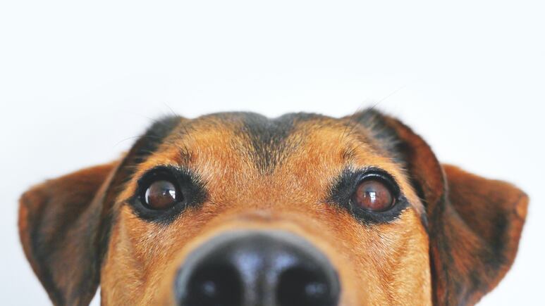 Día Mundial del Perro: Los lomitos más famosos de las celebridades