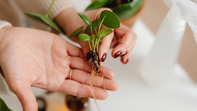 3 remedios caseros para que le salgan RAÍCES a tus plantas RÁPIDAMENTE
