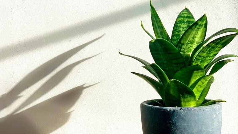 Jardinería: ¿Qué cuidados requiere la planta lengua de suegra para que florezca FÁCIL y RÁPIDO?