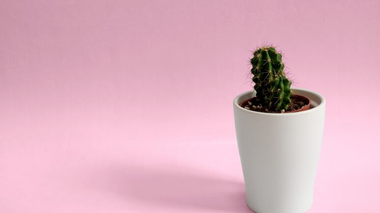 ¿Te regalaron un cactus? Descubre qué significa según el Feng Shui