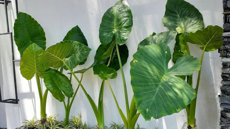 Plantas: ¿Cómo cuidar la ‘Oreja de Elefante’ para que crezca rápido?