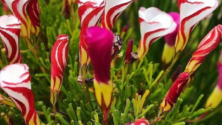 Planta caramelo: Tienes que ver lo deliciosa que luce (FOTOS)