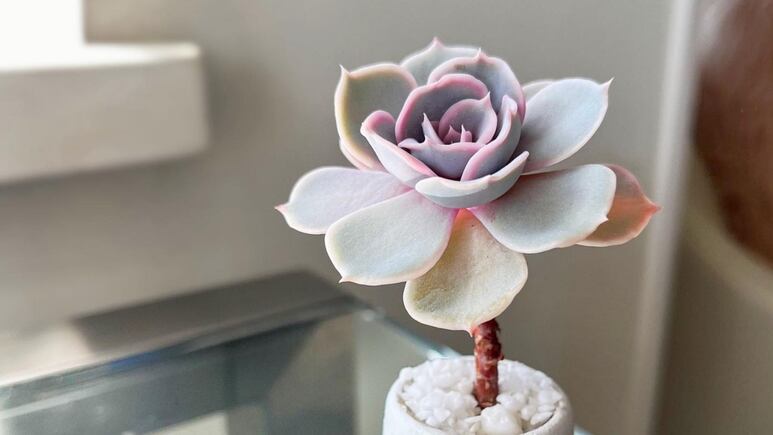 5 suculentas blancas que son perfectas para decorar tu cocina