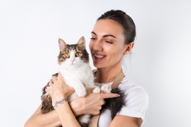 gatos
