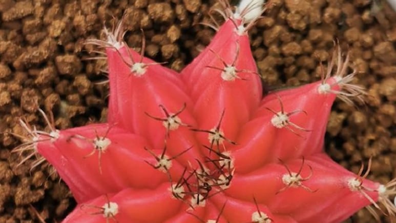 Cactus rojo: La exótica planta que necesitas para decorar tu casa y atraer el amor (FOTOS)