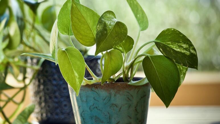 5 plantas de interior virales en TikTok que eliminan las malas vibras y alejan las envidias