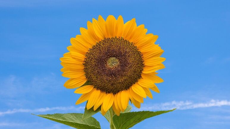 Plantas: ¿Qué significa que te regalen un girasol?