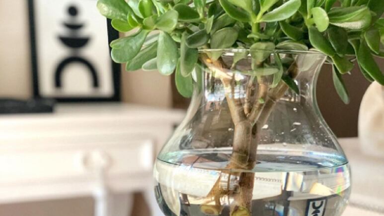 5 suculentas que puedes reproducir en agua y no se pudren