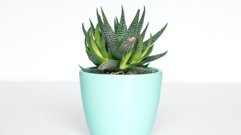 Sábila: ¿Cómo salvar tu planta de aloe vera enferma o sin raíz?