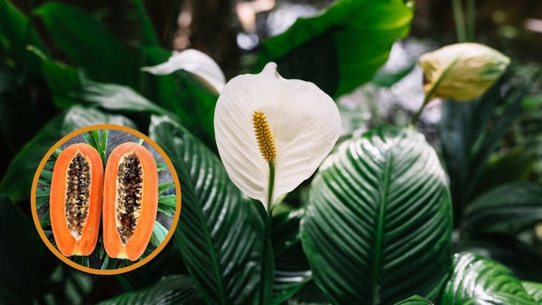 cuna de moises papaya