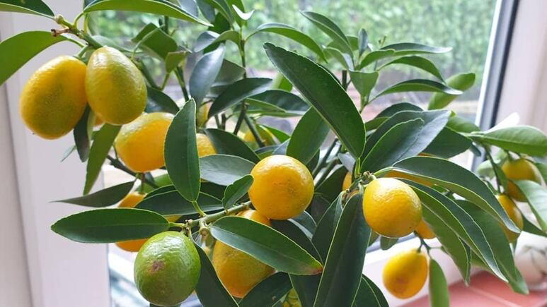 Feng Shui: 3 lugares donde debes poner tu árbol de limón para atraer dinero