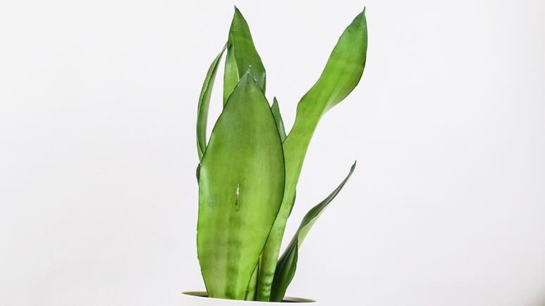 Feng Shui: ¿Dónde NO debes colocar la sansevieria o lengua de suegra en casa?