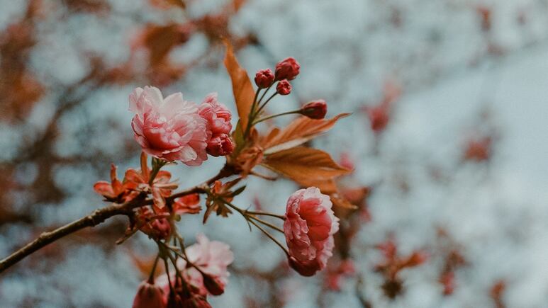 5 plantas bonitas que florecen en invierno y que son perfectas para decorar la entrada de tu casa