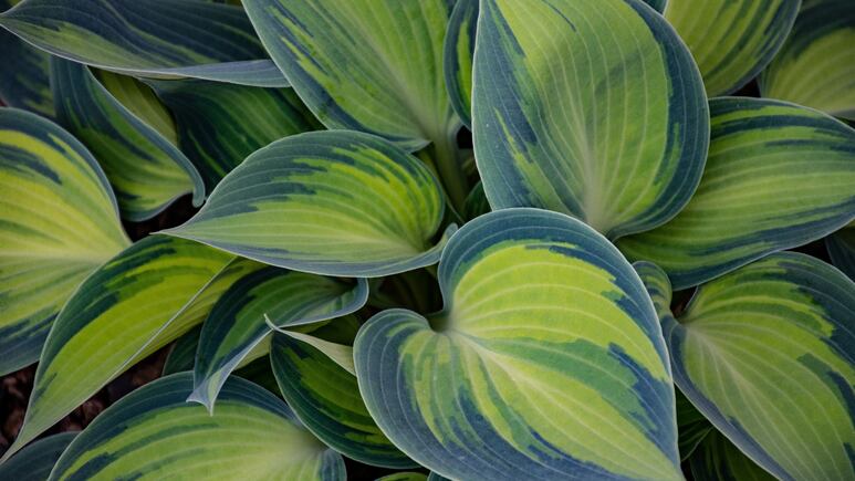 Jardinería: ¿Cuáles son los hongos que pueden atacar tus plantas y cómo eliminarlos?