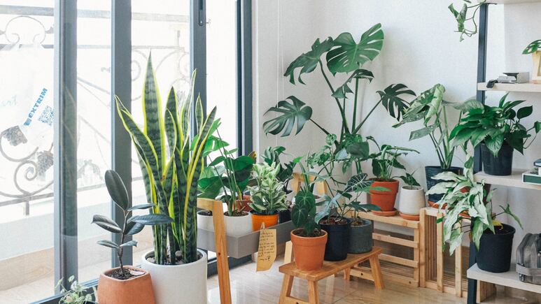 Feng Shui: ¿Dónde colocar las macetas con plantas grandes para atraer prosperidad?