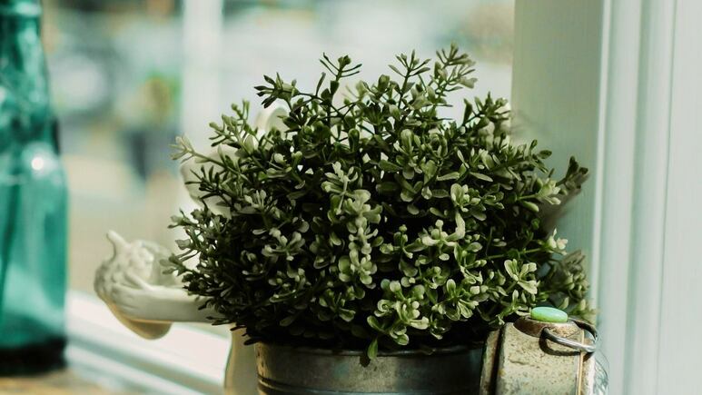 Coloca esta planta aromática en las ventanas para atraer dinero y abundancia