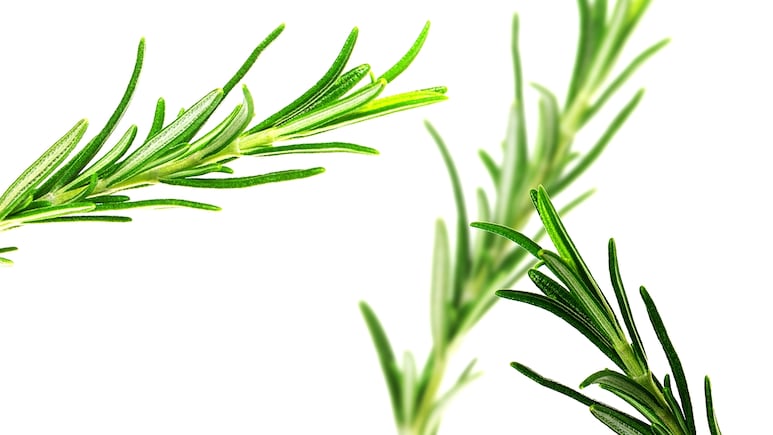 Plantas aromáticas: ¿Cómo evitar que el Romero se seque?