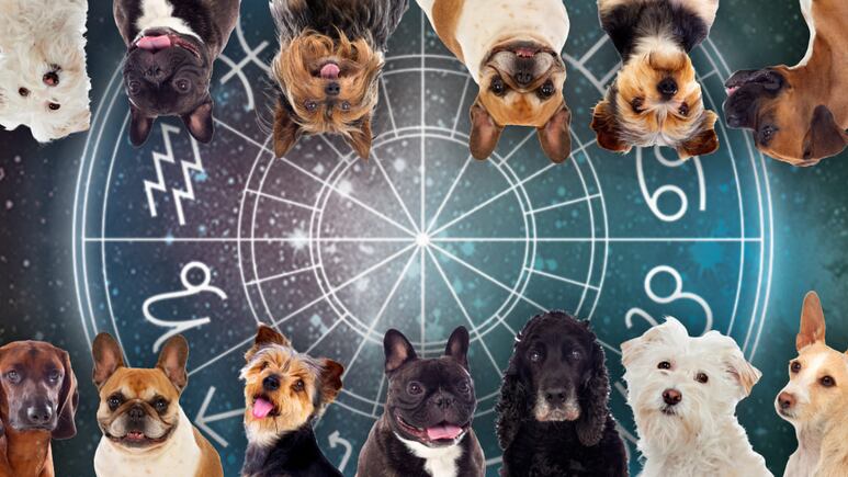astrología canina